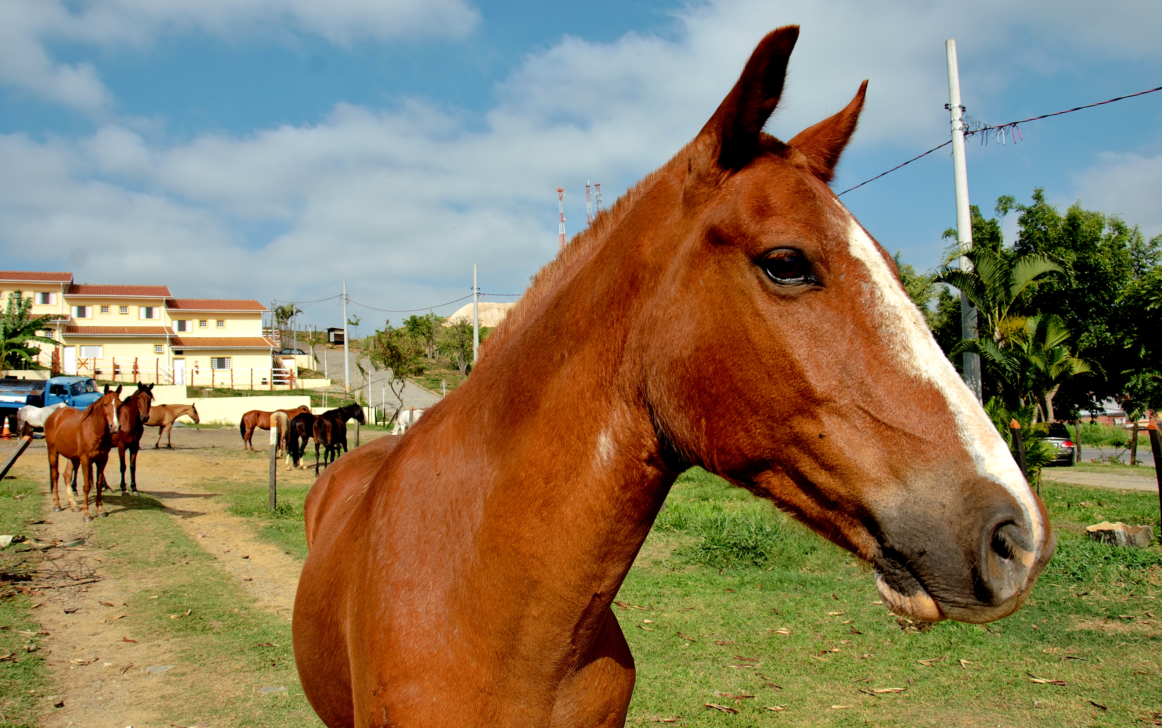 Prefeitura cria serviço de apreensão e abrigo de animais de grande porte Revista Urbanova Prefeitura cria serviço de apreensão e abrigo de animais de grande porte Revista Urbanova